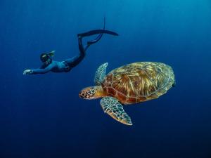 a person swimming next to a turtle in the ocean at Bunaken Oasis Dive Resort and Spa in Bunaken