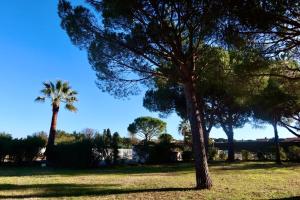 a group of trees in a field with a palm tree at Lora Apartment with Garden & Pool in Mandelieu-La Napoule