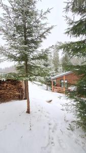 a tree in the snow in front of a cabin at Садиба Пташка in Krivopolʼye