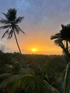 a palm tree with the sunset in the background at Mama Place in Hikkaduwa +7 photos