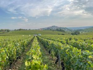 a vineyard in the middle of a field at Le Petit Sancerrois in Sancerre