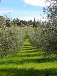 Vonkajšia záhrada v ubytovaní Agriristoro Podere S. Andrea