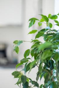 a plant with green leaves in a room at LAKE COMO BORGO VIGNOLA - Cozy Apartment in a Charming Village in Cremia