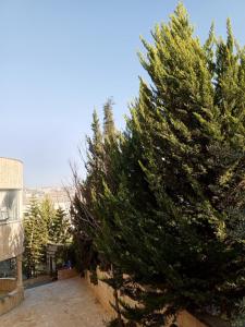 a large christmas tree on the side of a building at Flowers in Jerash