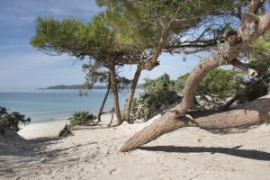 a palm tree on a beach near the ocean at Residence Oasis in Alghero