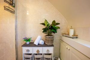 a bathroom with a shower and a plant on a cabinet at Golf Links Cottage - Views of Royal County Down Golf Course in Newcastle