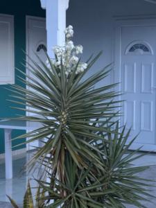 a plant with white flowers in front of a door at Rêve Bleu in Capesterre