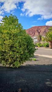 a large green bush on the side of a road at Studio Paraíso - Casa Paraíso Playa Blanca in Playa Blanca