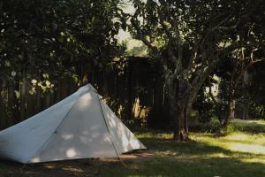 a tent sitting in the grass next to a tree at The Farm in Whangaruru