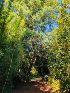 a path in the middle of a forest with trees at Logia Blanca in Villarrica +16 photos