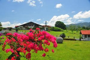 a bush of pink flowers in a yard at Los Héroes in Nuevo Arenal