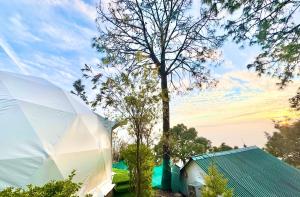 a white tent and a tree and a building at Glamo home kasauli in Kasauli +14 photos