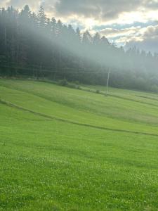 a field of green grass with trees in the background at Casa Adi Sucevița in Voivodeasa