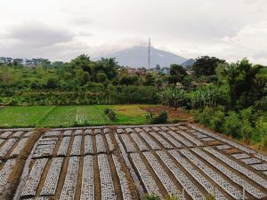 a field of crops with a mountain in the background at MEWAH guest house in Karangploso +5 photos
