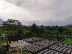 an overhead view of a vegetable garden on a hill at MEWAH guest house in Karangploso