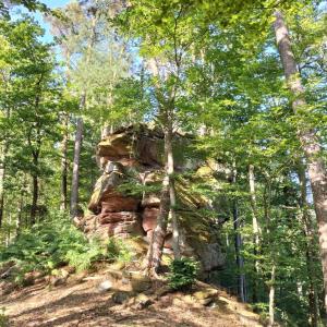 a large rock in the middle of a forest at Gîte Les Copains de Maui in Baerenthal