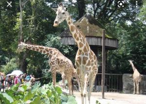 three giraffes standing in an enclosure at a zoo at Casa Melaka in Kampong Pulau Sebang