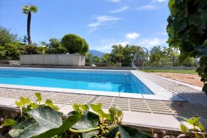 a swimming pool in a villa with a palm tree at Hotel Nessi Locarno in Locarno +52 photos
