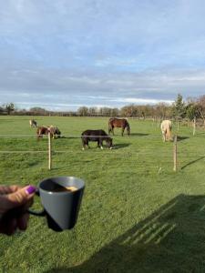 a group of horses grazing in a field with a fence at Les Roulottes des Amis de Wonky in Rétaud