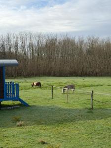 two horses grazing in a field behind a fence at Les Roulottes des Amis de Wonky in Rétaud