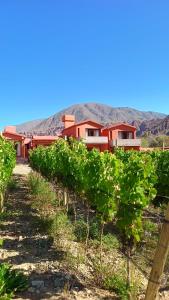 a row of grape vines in a vineyard at Pirca del Abuelo II in Purmamarca