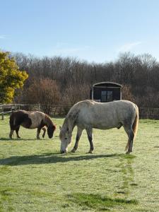 two horses grazing in a field of grass at Les Roulottes des Amis de Wonky in Rétaud