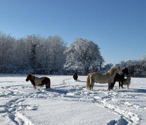 a group of horses standing in the snow at Les Roulottes des Amis de Wonky in Rétaud