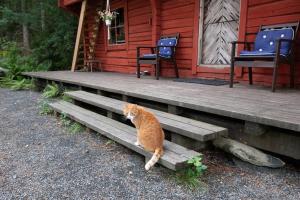 an orange cat sitting on the steps of a cabin at Getaway in the wilderness in Hämeenlinna