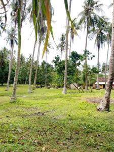 a group of palm trees in a grass field at Amera Beach in Karimunjawa +9 photos