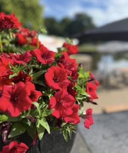 a bunch of red flowers in a pot at The Steam Packet Inn in Totnes