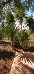 a group of palm trees in a park with a sidewalk at Villa Gozo Holiday house in Teguitar