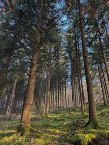 a forest with tall trees and green grass at Escapade Boisée in Vencimont