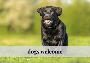 a black dog sitting in the grass with its mouth open at CROWN LIVING Babylon Studios Lustenau - Studios nahe Messe und Schweizer Grenze, WLAN, kostenloser Parkplatz, Self Check-in, ideal für Geschäftsreisende und Feriengäste in Lustenau