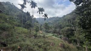 a view of a jungle with palm trees on a hill at Rawana River Edge in Ella