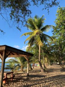 a palm tree on a beach with a wooden shelter at Cocon Alizé - Studio cozy, Port-Louis centre, plage à 10 min à pied in Port-Louis