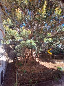 a large tree sitting next to a fence at Casa Milda in Sanremo
