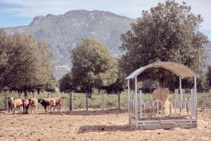 a group of horses standing in a field with a gazebo at La ferme in Moltifao