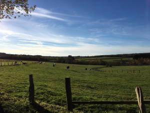 una manada de vacas pastando en un campo con una valla en Gîte Klein Rost, en Beho
