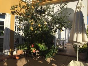 A garden outside Hotel Arco del Sol