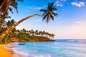 a beach with palm trees and people in the water at Suriya Homestay Mirissa in Mirissa