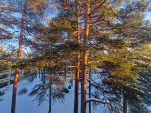 a group of pine trees in the snow at Haltijanmetsä in Kotka