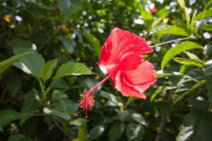 Giardino di Sally's Home