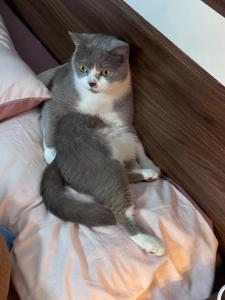 a gray and white cat sitting on a bed at Marina Hostel in Kon Rung (1)