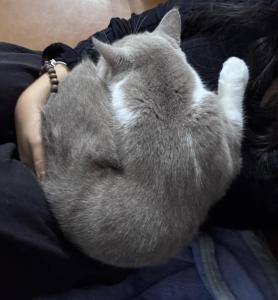a gray and white cat sleeping on a persons lap at Marina Hostel in Kon Rung (1)