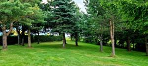 a group of trees in a field of grass at Zielona Żabka in Polańczyk