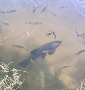 a whale and a flock of fish in the water at Bellows Mill in Dunstable