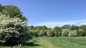 a field with white flowering trees and a fence at Bellows Mill in Dunstable