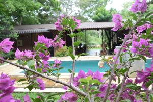 a bush with purple flowers in front of a pool at Elephant Arcade Yala in Tissamaharama