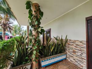 a group of plants in front of a house at Hospedaje Máncora in Máncora