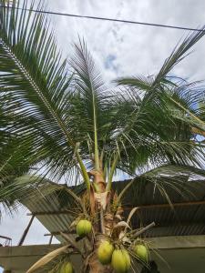 a palm tree with lots of green coconuts on it at Hospedaje Máncora in Máncora